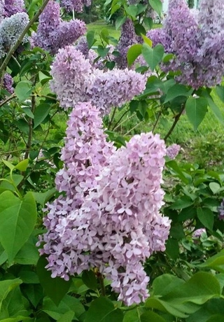 Image for the poem Lilacs