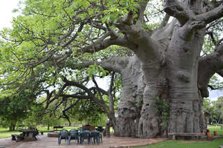 Image for the poem Under The Boabab Tree (A Closet Drama - With Jack Heslop )