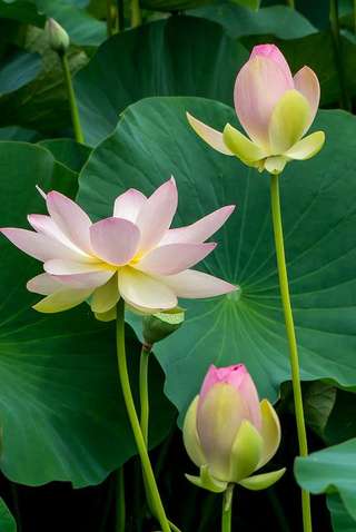 Image for the poem lotus