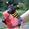 Bumblebat