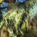 Lichen