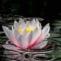 Lotus_Flower