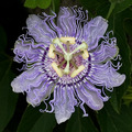 Passiflora