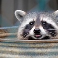 TrashRaccoon