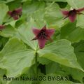 Trillium