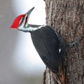 woodpecker21_