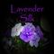 Lavendersilk