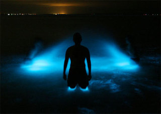 Image for the poem BIOLUMINESCENCE