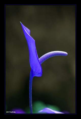 Image for the poem Penis Flower..........