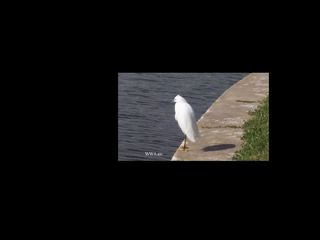 Image for the poem the cattle egret