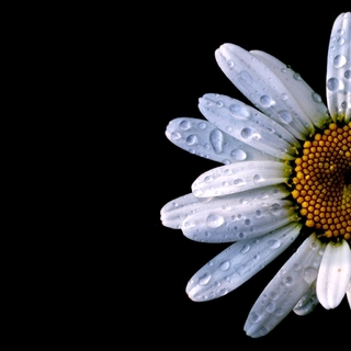 Image for the poem Dew Drop Daisy