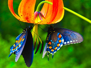 Image for the poem Flutter~