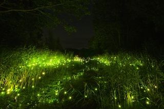 Image for the poem The Fireflies