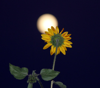Image for the poem The Sunflower and the Moon (2nd Edition)