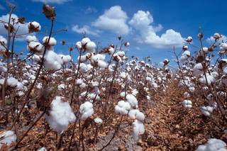 Image for the poem Cotton To Silk