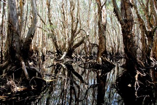 Image for the poem Coastal Melaleuca