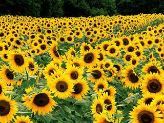 Image for the poem A girl in a sunflower