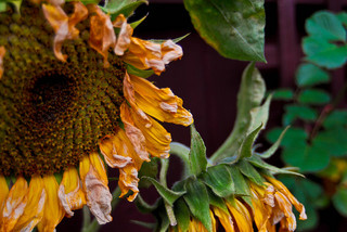 Image for the poem Sunflower