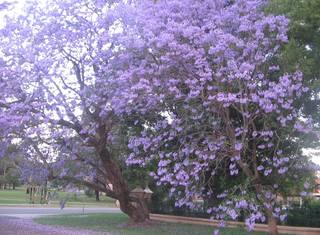 Image for the poem Blossoming Beauty
