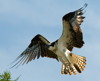 Image for the poem What the Osprey Sees