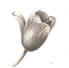 Image for the poem My tulip