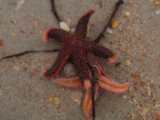 Image for the poem Lifedeath Among Starfish ///Anthropomorphic Muse