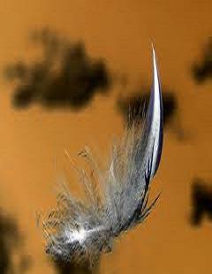 Image for the poem black feather