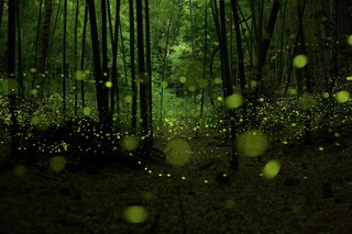 Image for the poem Firefly