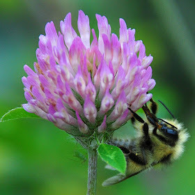 Image for the poem In a Field of Wild Flowers