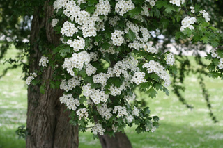 Image for the poem Beltane