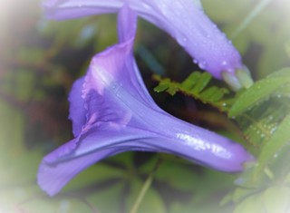 Image for the poem morning glory - haiku