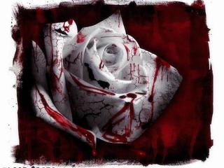 Image for the poem your last rose