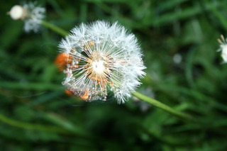 Image for the poem Eyes Through A Camera