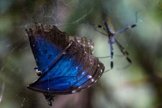 Image for the poem  The Blue Butterfly and the Spider