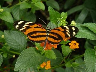 Image for the poem Your kiss of butterfly