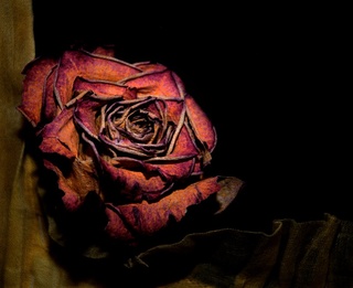 Image for the poem Withering Rose