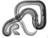 Image for the poem Corn Snake