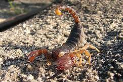 Image for the poem "Scorpion Temptation"