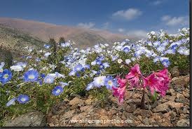 Image for the poem Desert