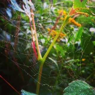 Image for the poem Spider-Web