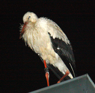 Image for the poem Storks