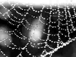 Image for the poem Poisoned Web