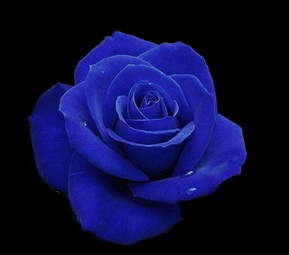 Image for the poem The Blue Rose