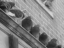 Image for the poem The Pigeons