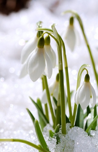 Image for the poem Snow Drop