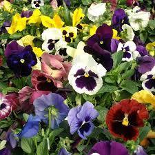 Image for the poem A Flat of Pansies