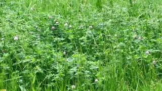 Image for the poem dancing in the fields of clover 