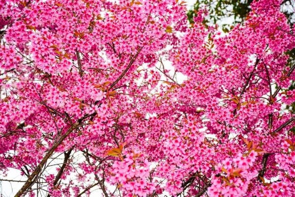 Image for the poem Cherry Blossoms