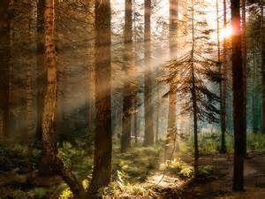 Image for the poem Yosemite Forest California