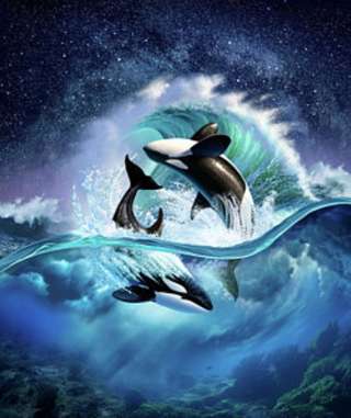 Image for the poem Orca